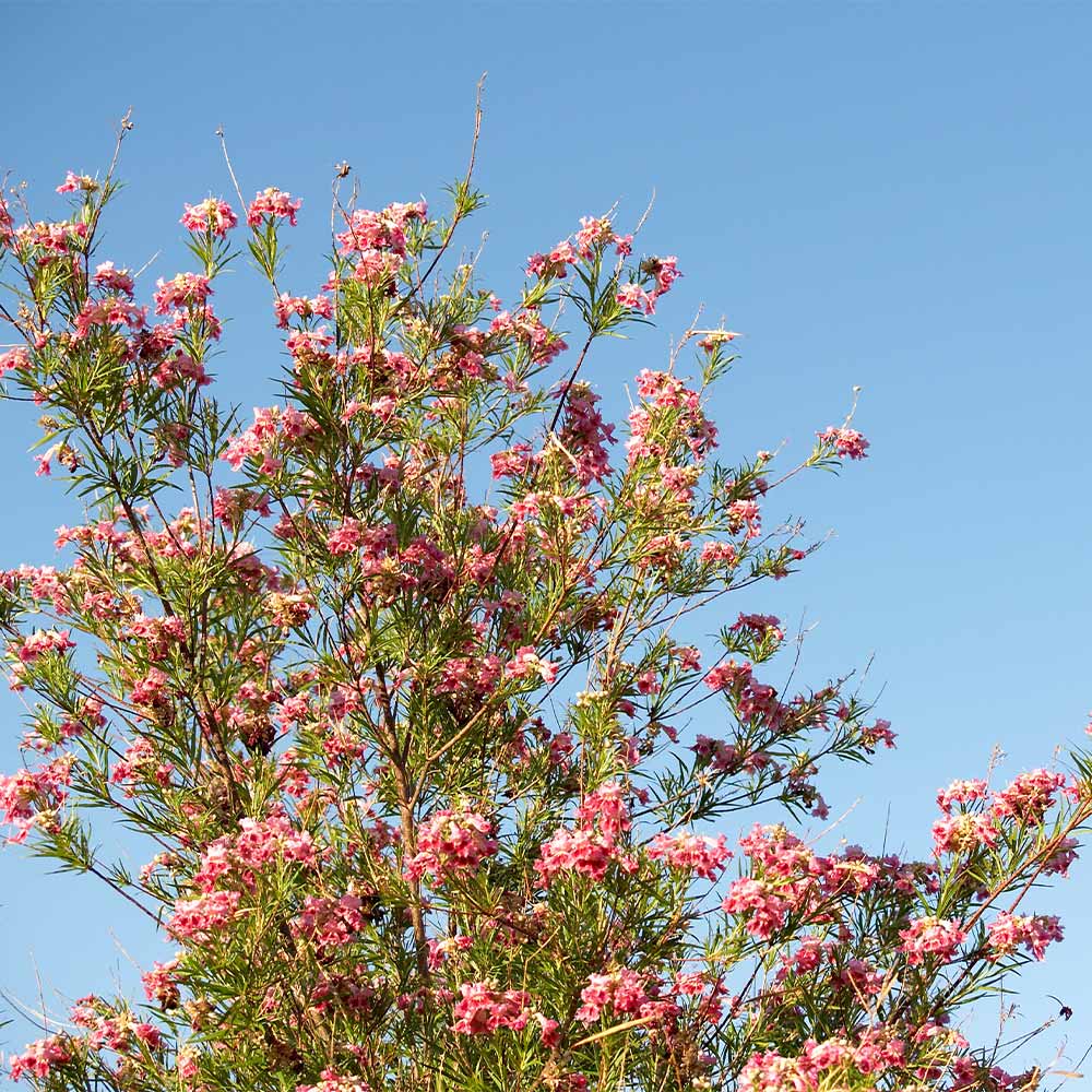 Desert_Willow_Bubba_3