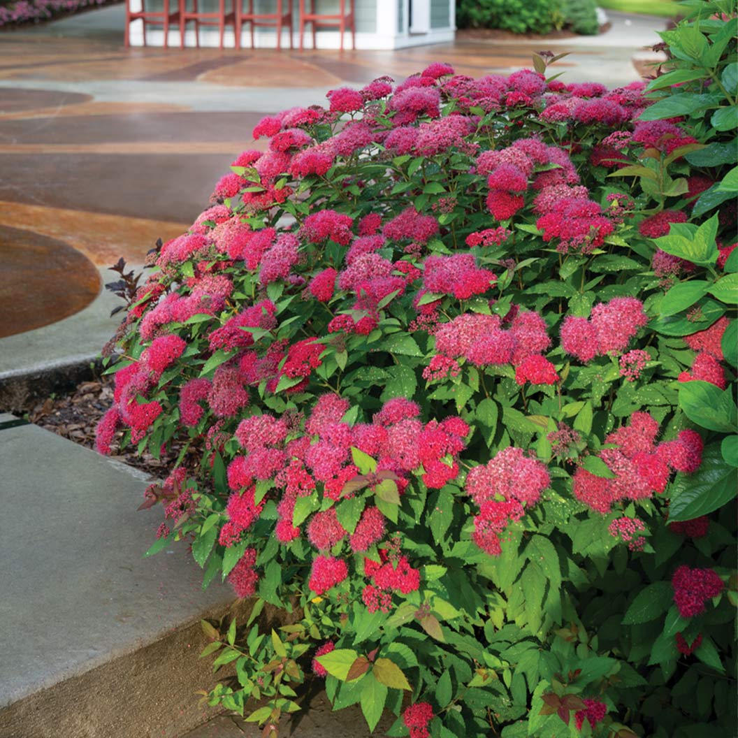 Double-Play-spirea-4