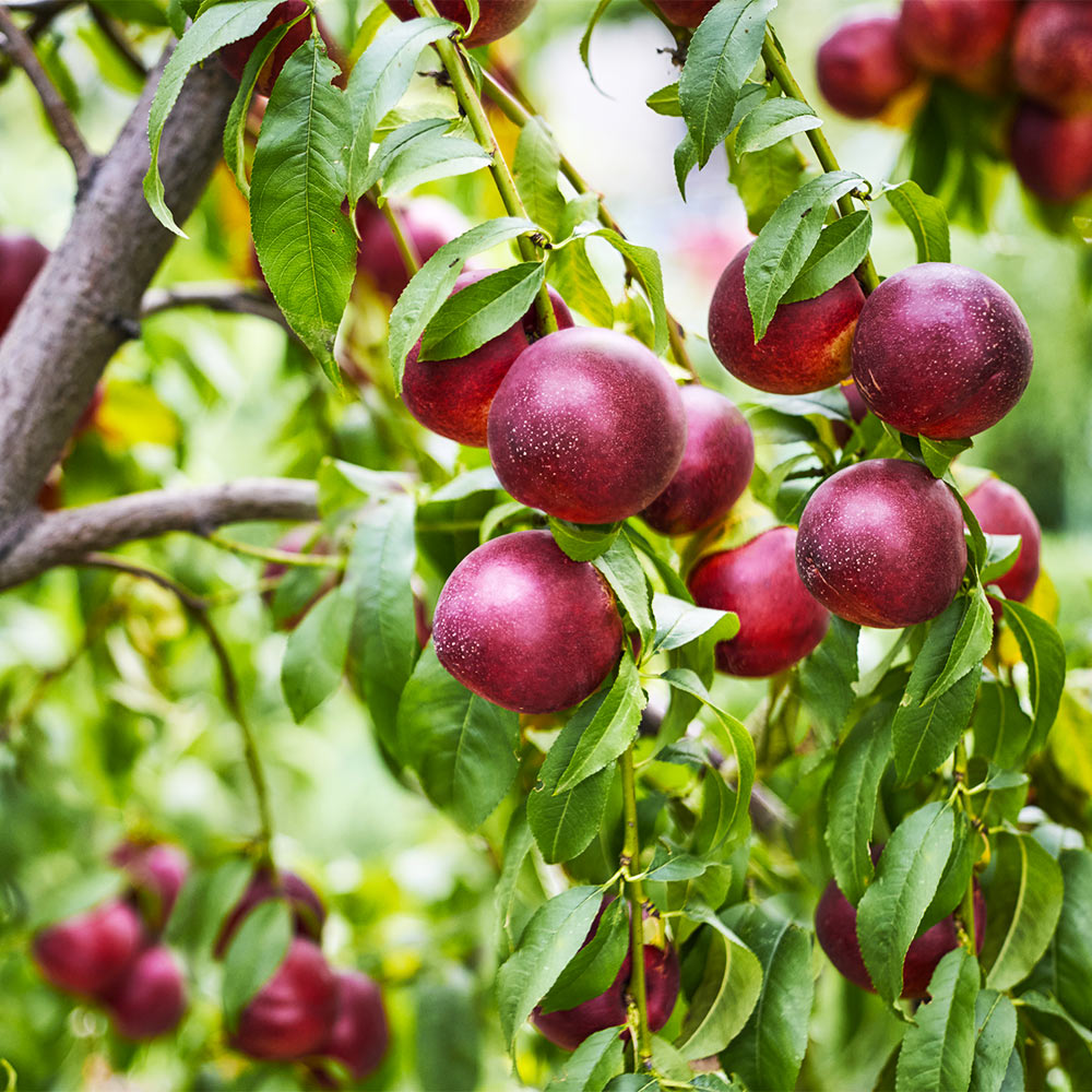 Double_Delight_Nectarine_2