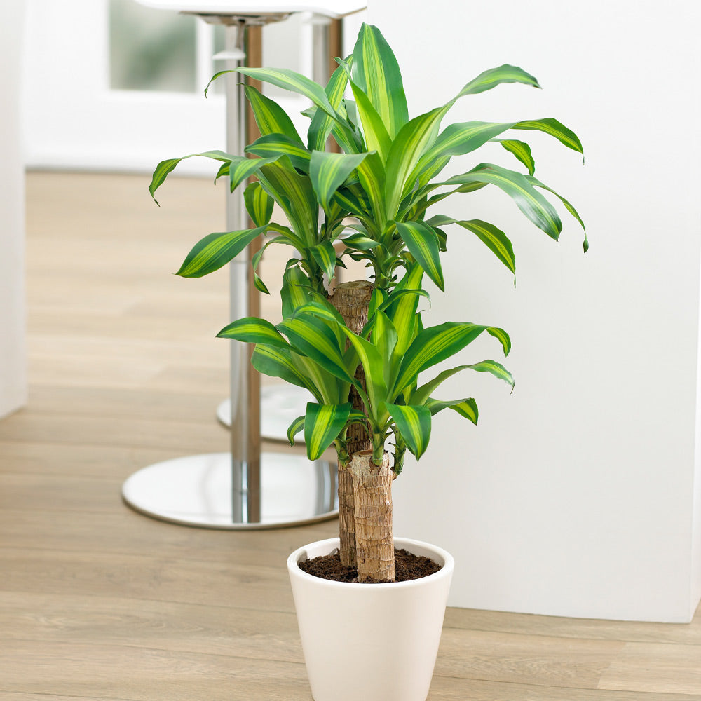 Dracaena_Corn_FGT