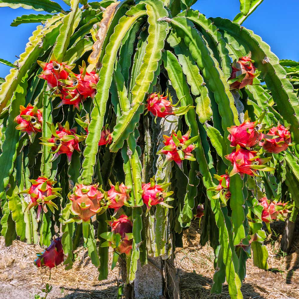 Dragon_Fruit_Cactus_5