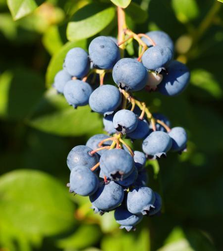 Duke_Blueberry_450