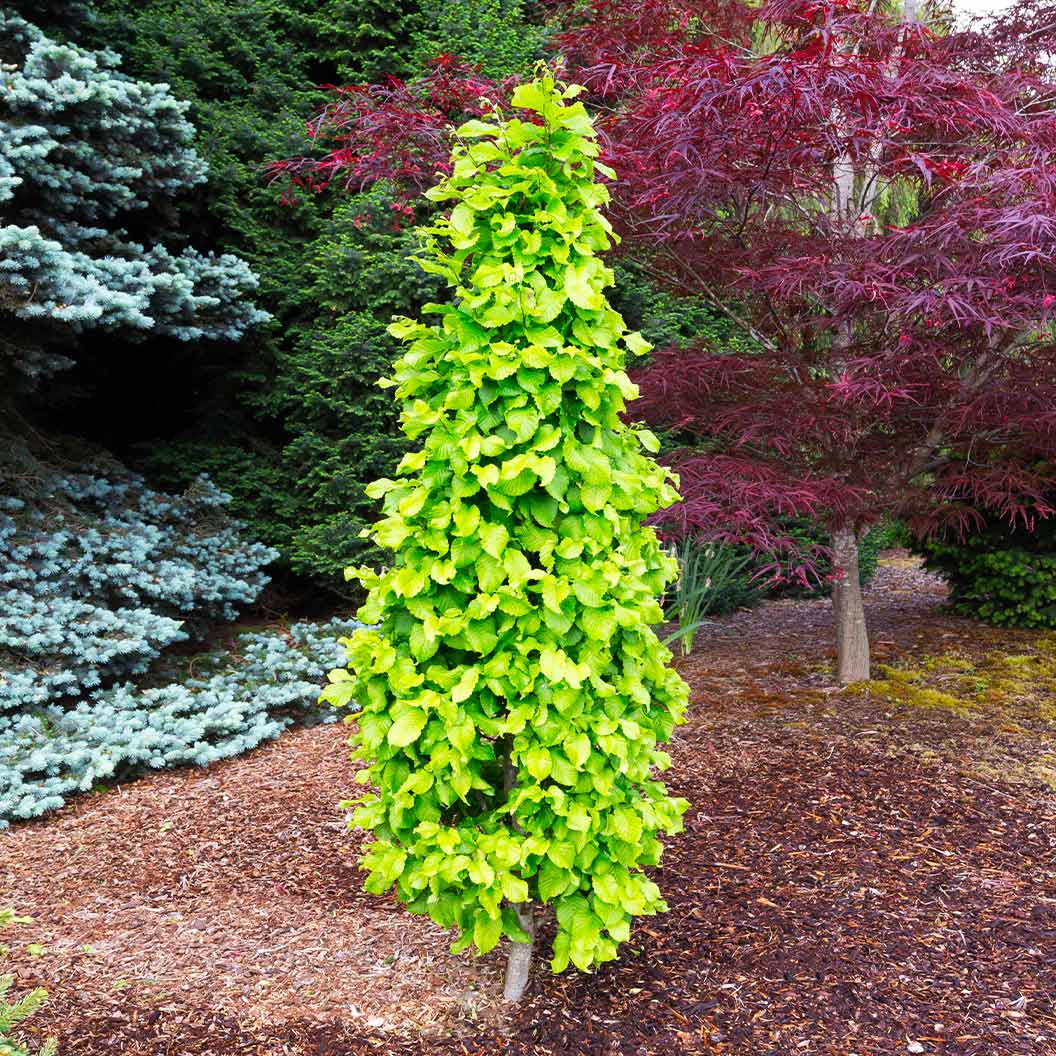 Dwarf-Columnar-Hornbeam-2_ccb21171-7f91-456c-a65d-49ed3af80c85