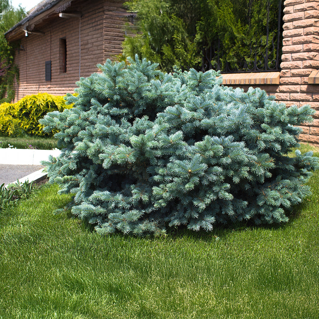 Dwarf-Globe-Blue-Spruce-6_b2cc8c42-01bb-4b81-976b-65e6f9b98592