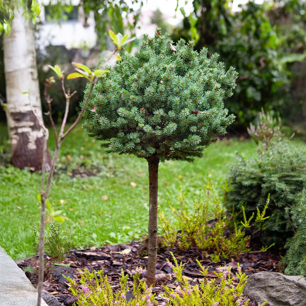 Dwarf-Globe-Blue-Spruce-on-standard-5_af48a012-73b5-45b8-9972-a2e178ef542e