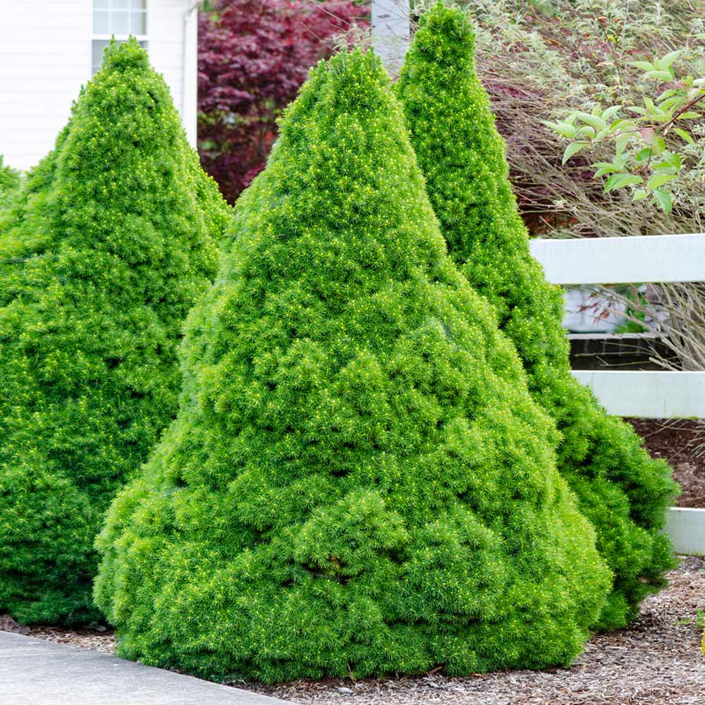 Dwarf_ALberta_ALberta_Spruce_4_FGT
