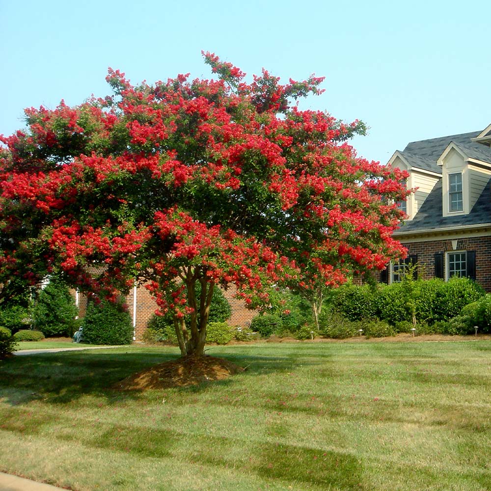 Dynamite_Crape_Myrtle_3_FGT
