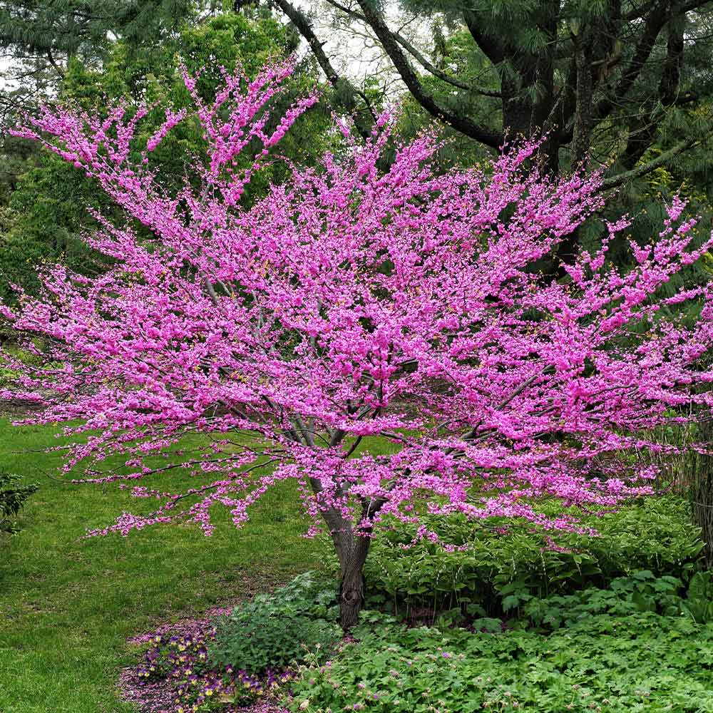 Eastern_Redbud_1