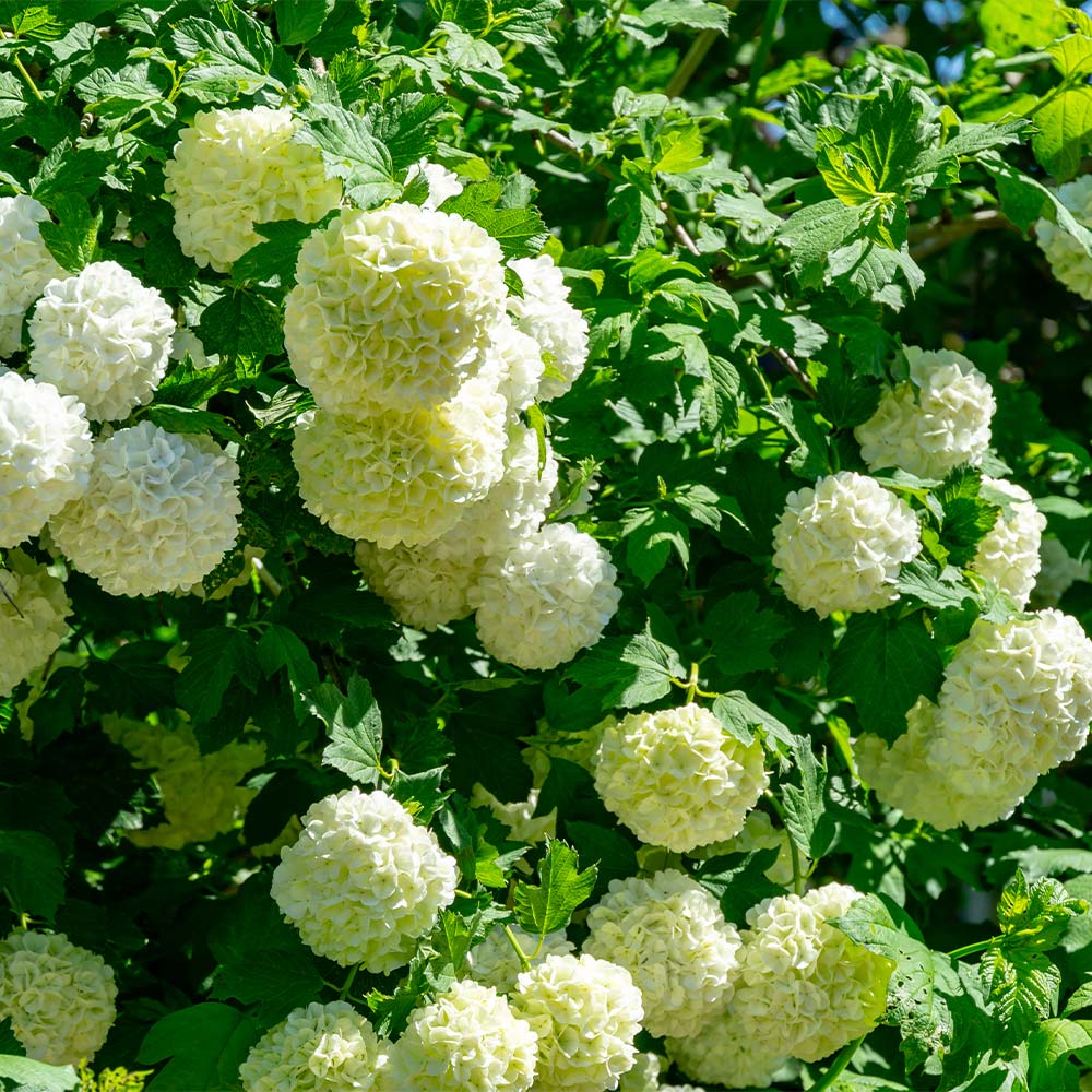 Eastern_Snowball_4_FGT