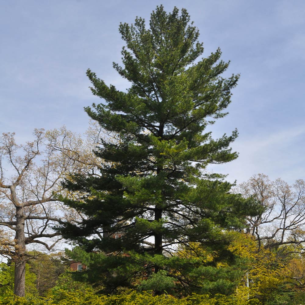 Eastern_White_pine_9_FGT