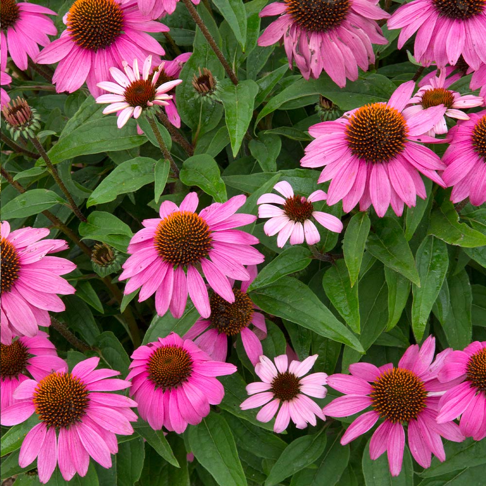 Echinacea_Pow-Wow_Wildberry_2