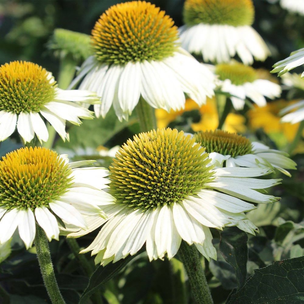 Echinacea_PowWow_WHite_1