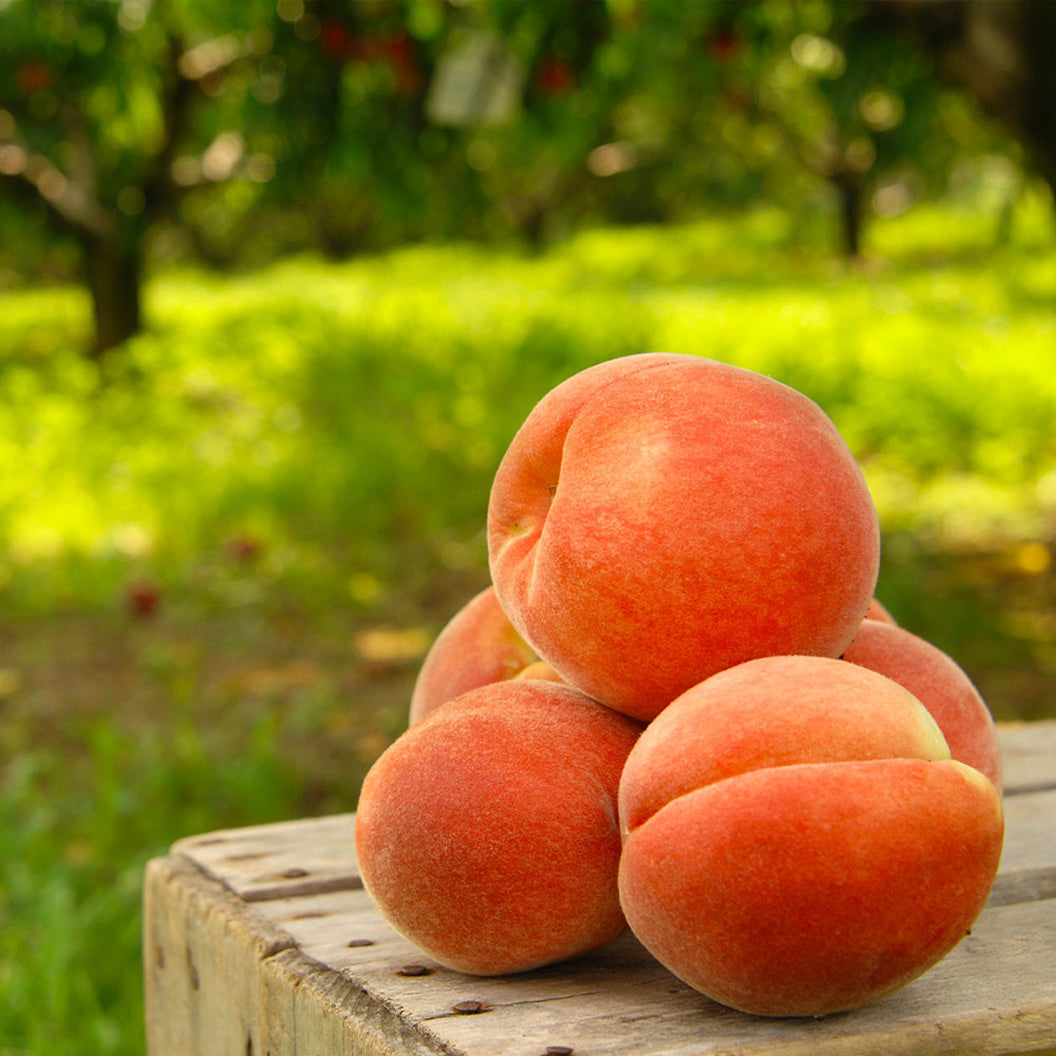 Elberta_Peach_Tree_2_4580c354-7535-4def-8e84-2756ced39367