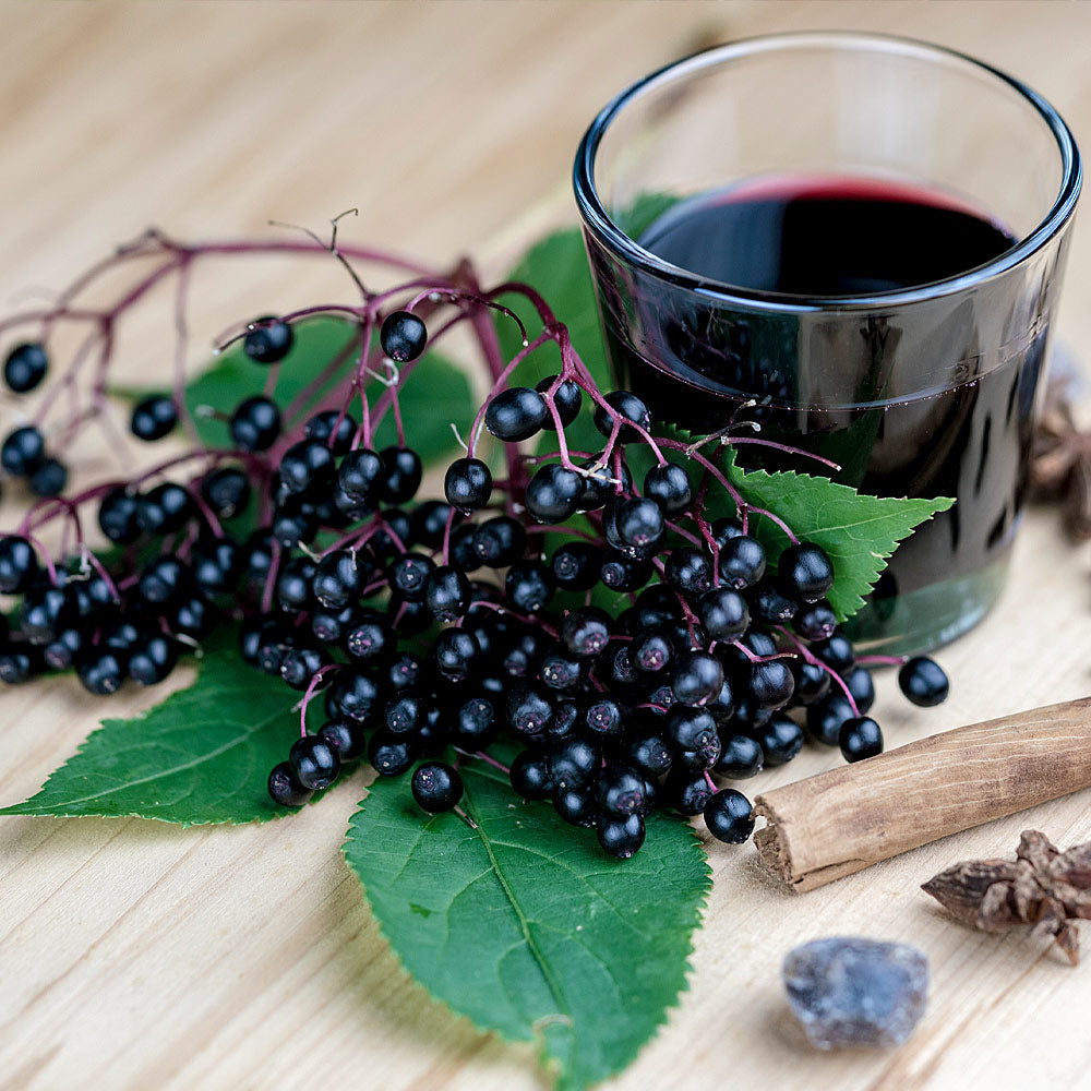 Elderberry_2_FGT_d1844c61-267d-4874-88cc-c4c3b8b0805b