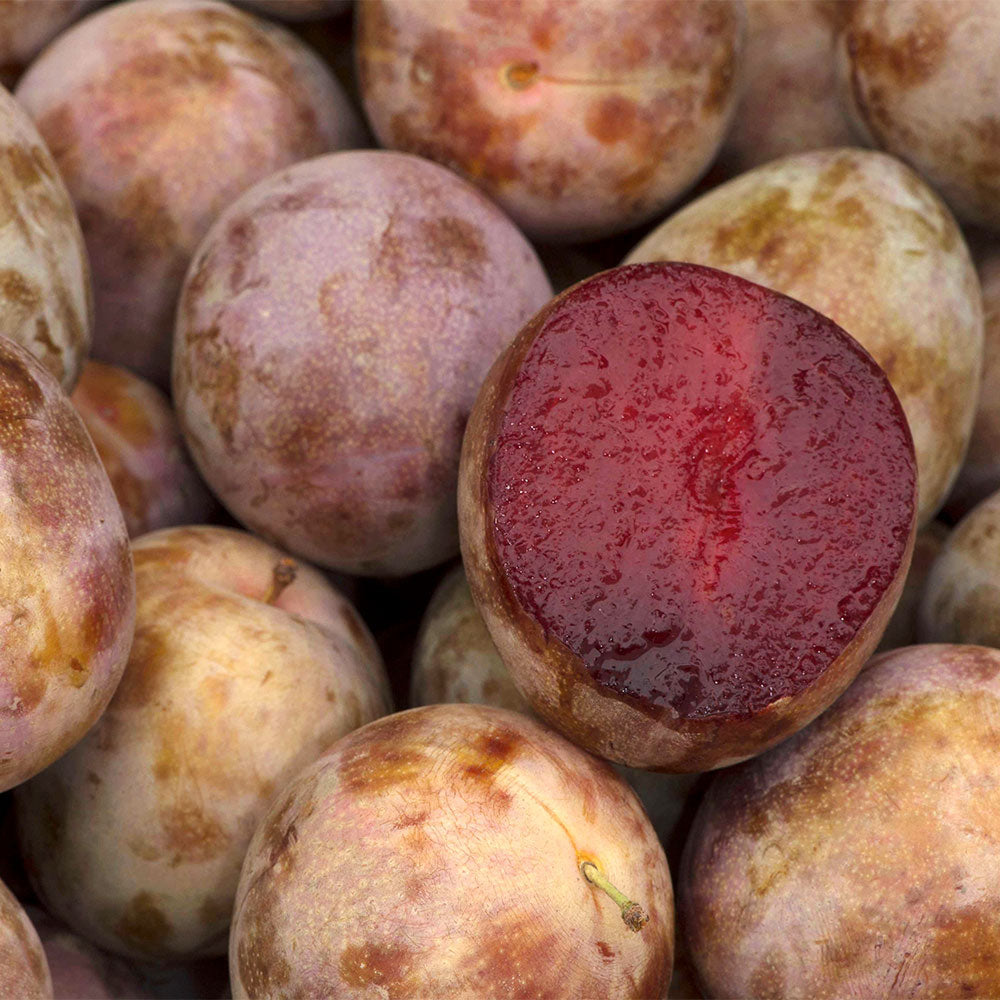 Elephant_Heart_Plum_3