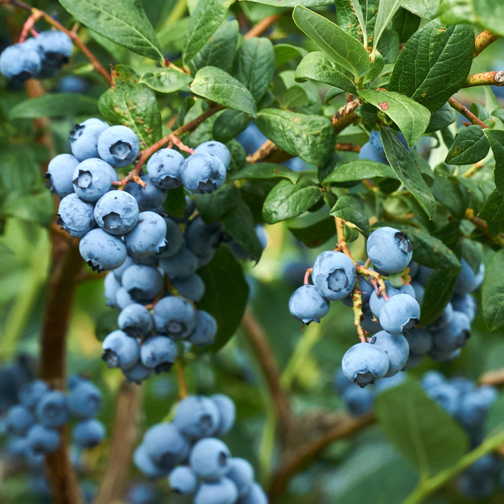 Emerald-Blueberries_2