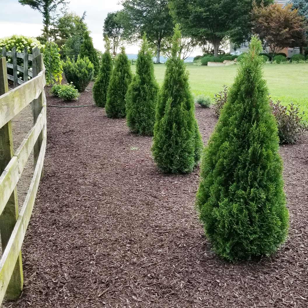 Emerald-Squeeze-thuja-3