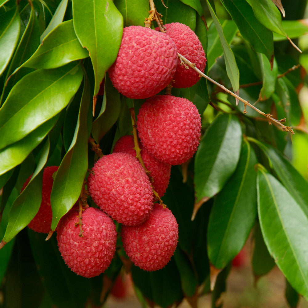 Emperor_Lychee_2_FGT