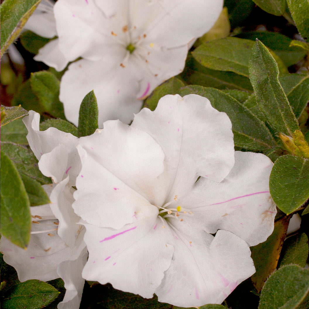 Encore-Autumn-Lily_1_1647b97a-60dd-4f3d-881d-7b6c309e9df3