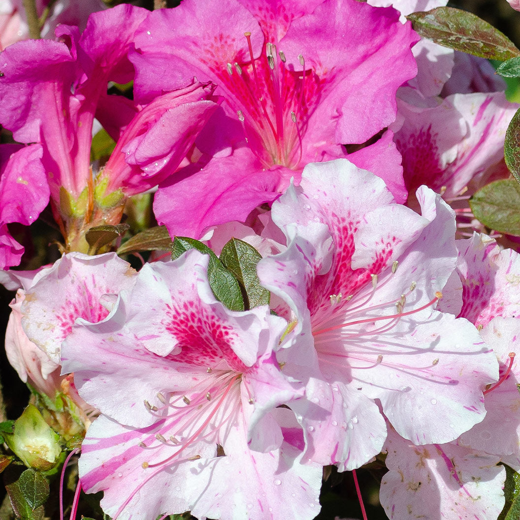 Encore-azalea-autumn-Twist-1_d408afd7-6ef9-45ac-8e5e-c51ca1383653