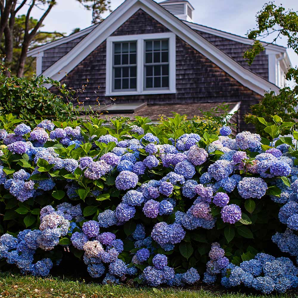 Endless_Summer_Hydrangea_8_FGT