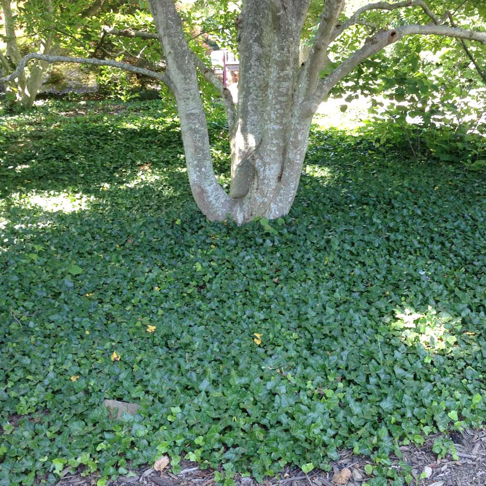 English_Ivy_1_FGT