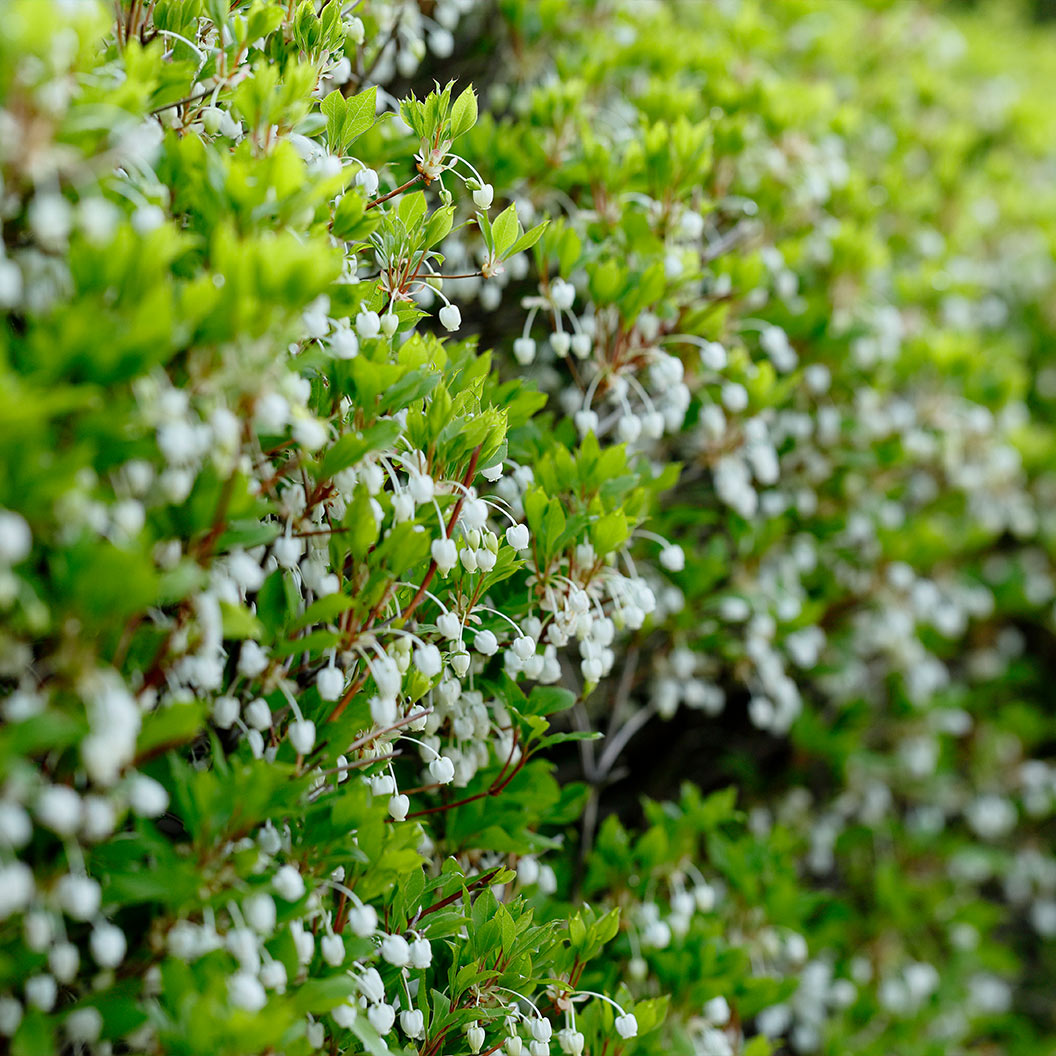 Enkianthus-perulatus-Shrub-3