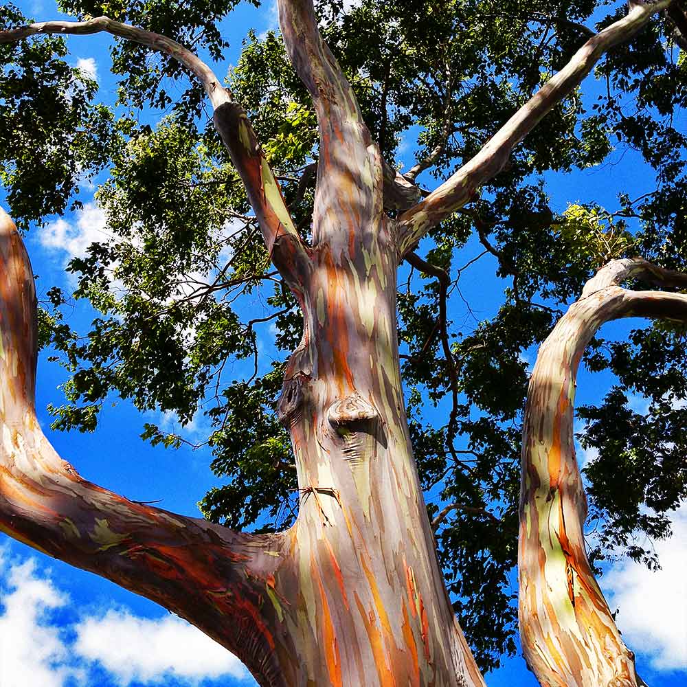 Eucalyptus_Rainbow_4