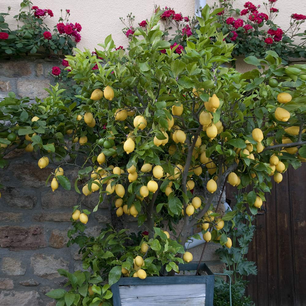 Eureka_Lemon_Tree_1_FGT
