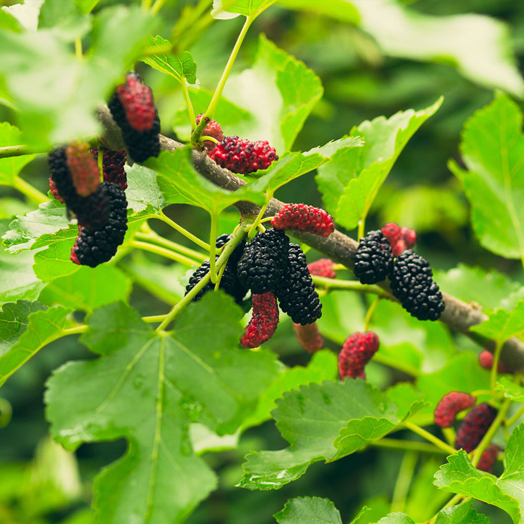 Everbearing-Mulberry-Tree-2_c7b8860a-48ad-4107-92de-18e1a2292455