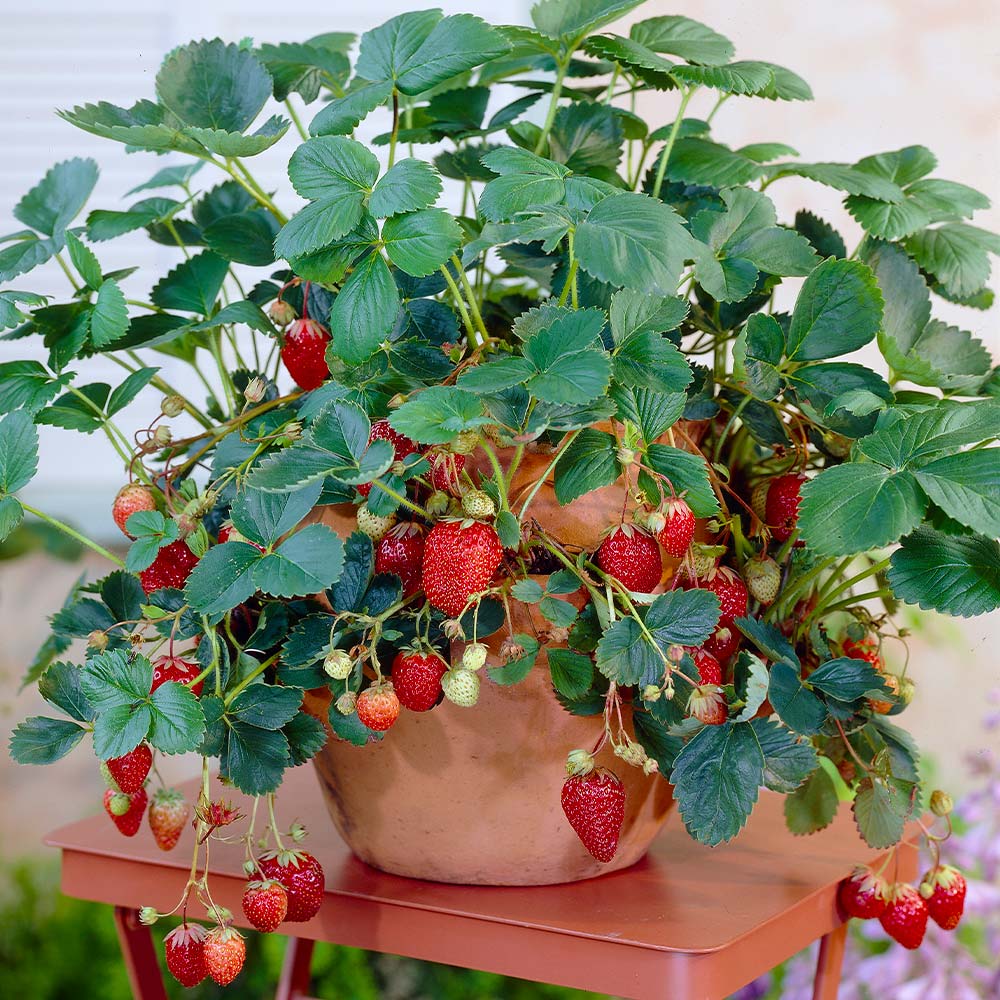 Everbearing_Strawberry_8_ea123267-1fec-4f44-b560-c81123a80d13