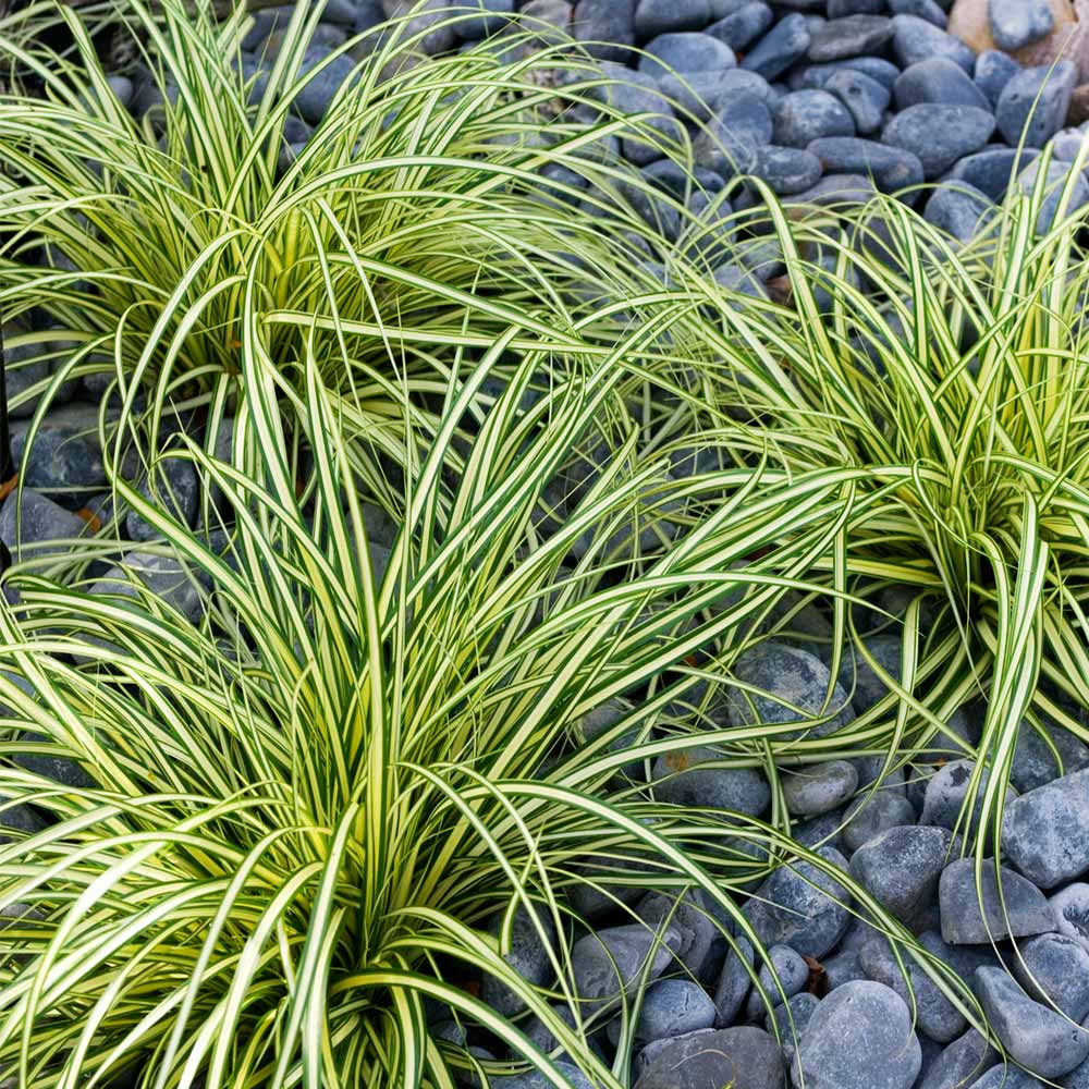 Evergold_Carex_Sedge_3