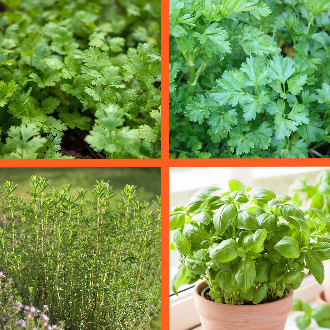 Everyday-Harvest-Organic-Vegetable-4-Pack-jpg_bb80717a-5b9a-460f-8d06-8cada7ac91c5
