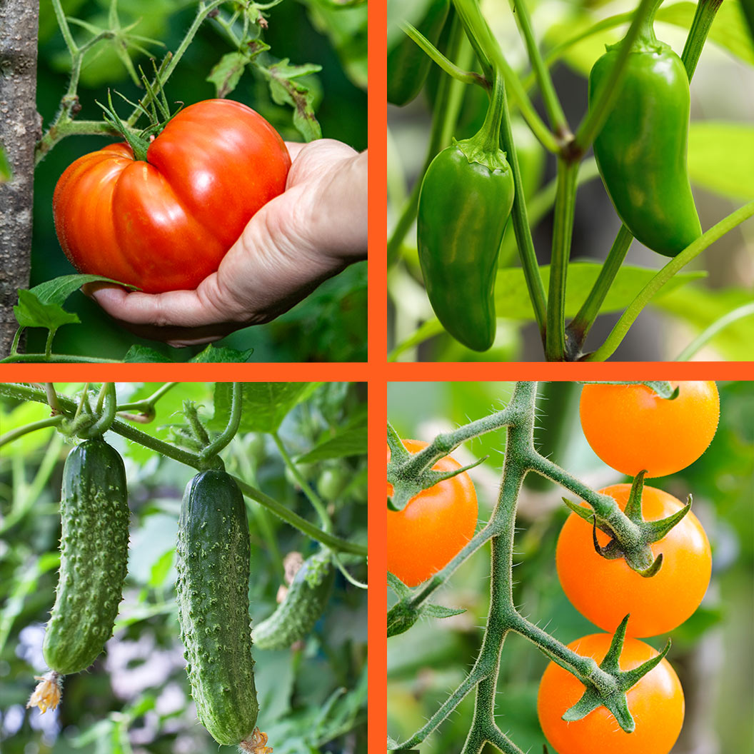 Everyday-Harvest-Organic-Vegetable-4-Pack_32119046-dae5-4143-89cb-a259e9771e34