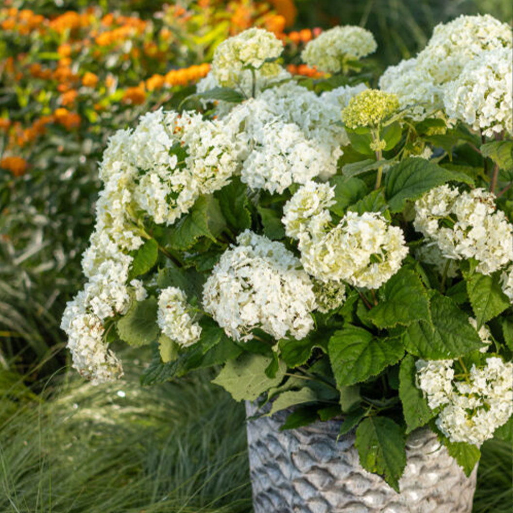 FLowerfullHydrangea2