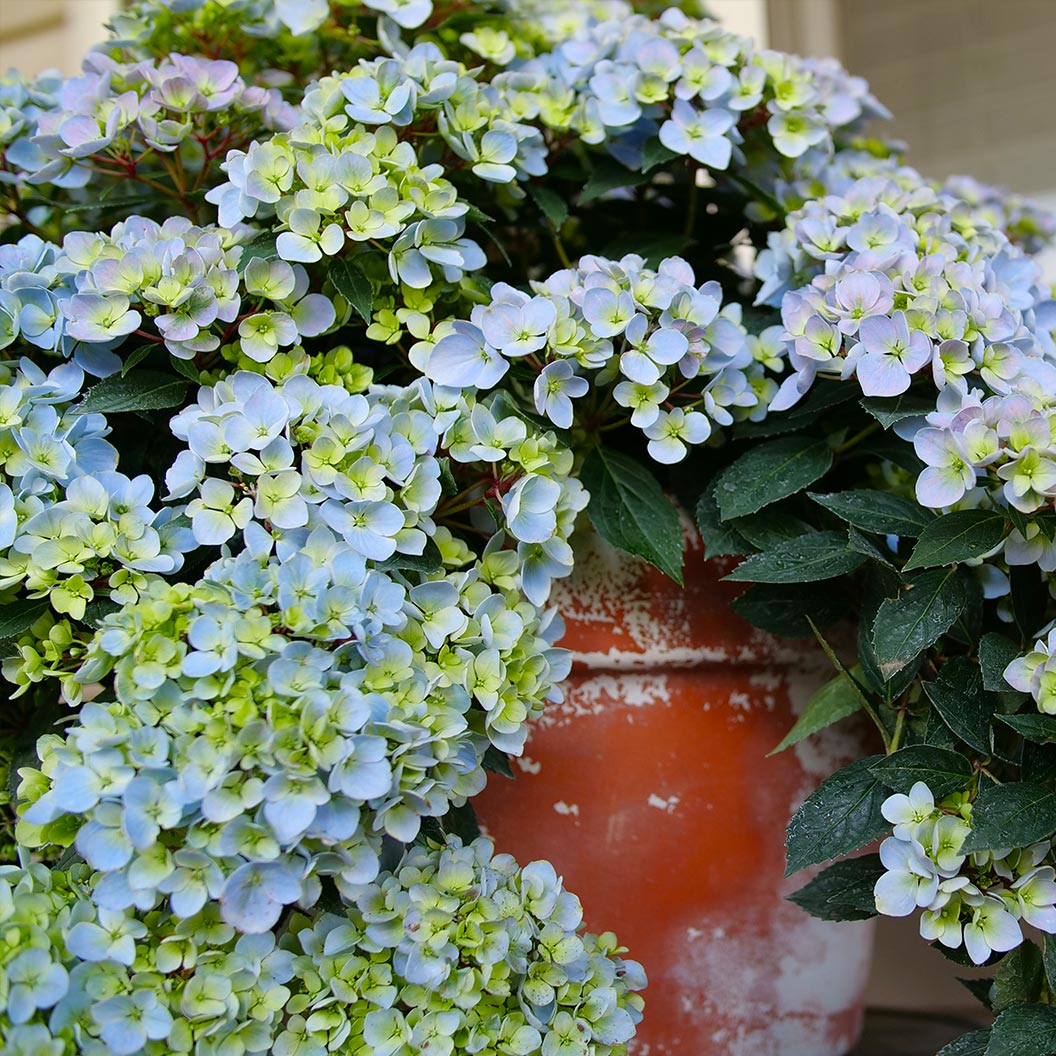 Fairytrail-Fresco-hydrangea-2_2a1088e4-4160-408f-b127-aa1e3963f495