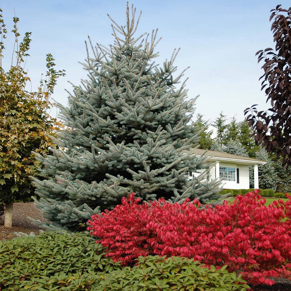 Fat_albert_Blue_Spruce_4