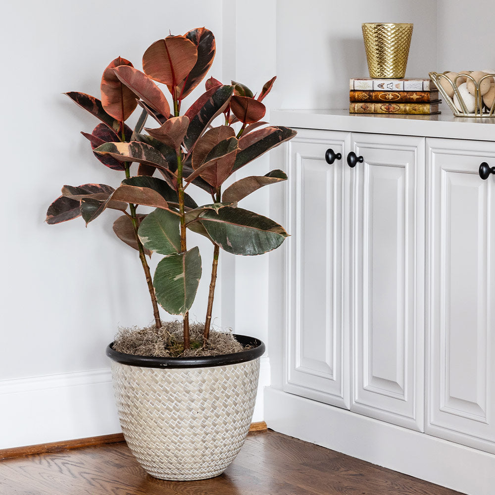 Ficus_Ruby_2