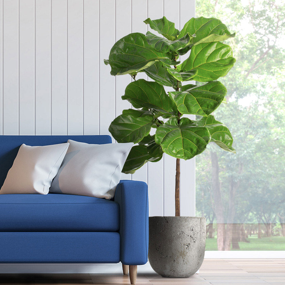 Fiddle_Leaf_Fig_1_FGT