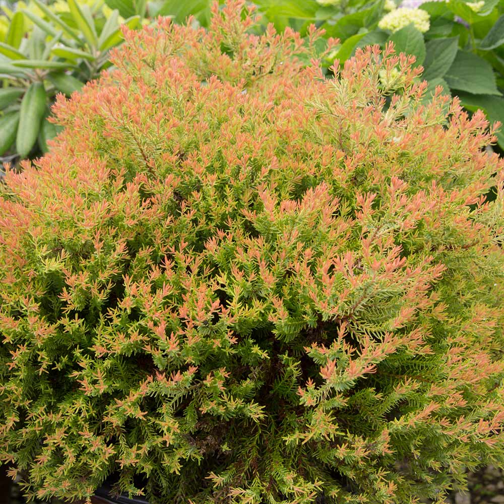 Fire_Chief_Arborvitae_3