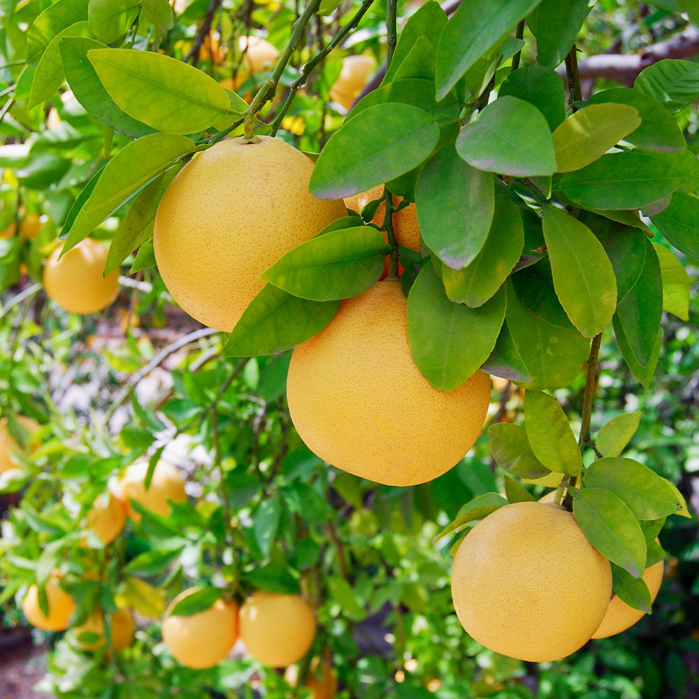 Flame_Grapefruit_3