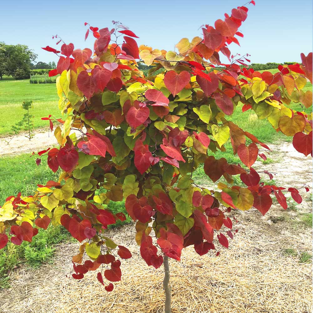 Flame_Thrower_Redbud_4