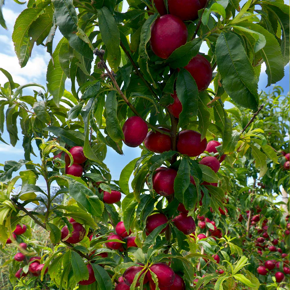 Flavortop_Nectarine_2