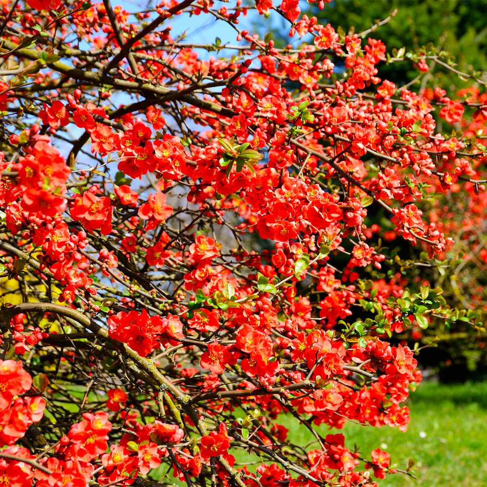 Flowering_Quince_4