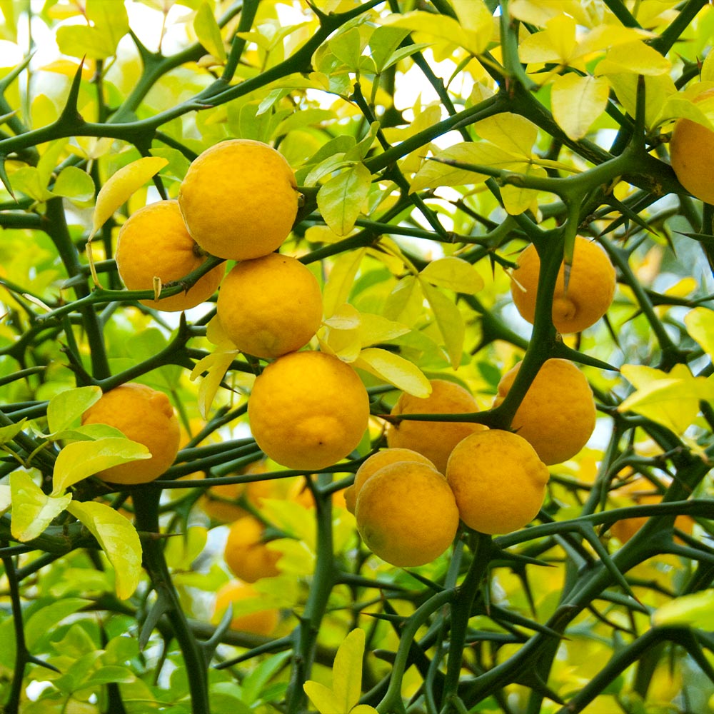 Flying_Dragon_Trifoliate_orange_1