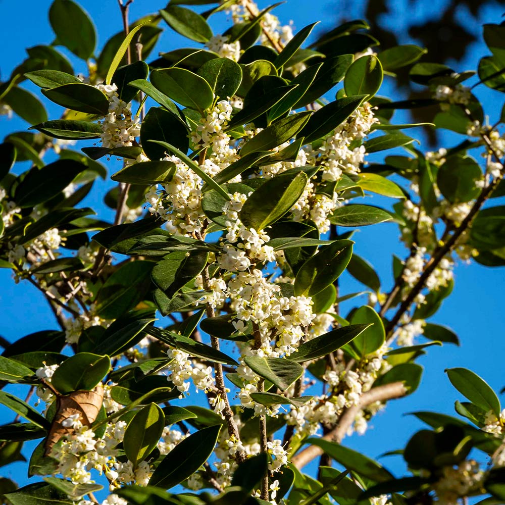 Fragrant_Tea_Olive_2_FGT