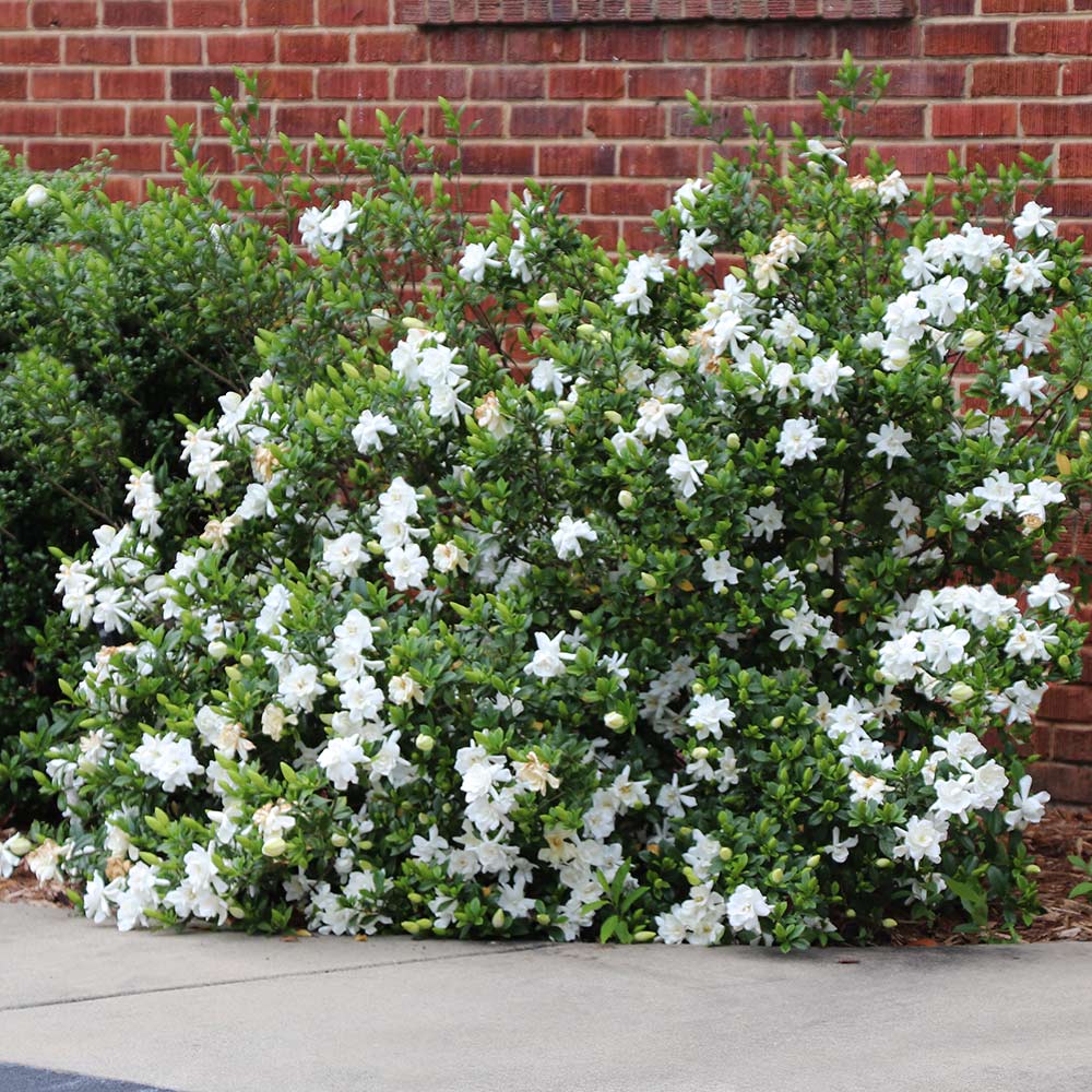 Frost_Proof_Gardenia_1_FGT