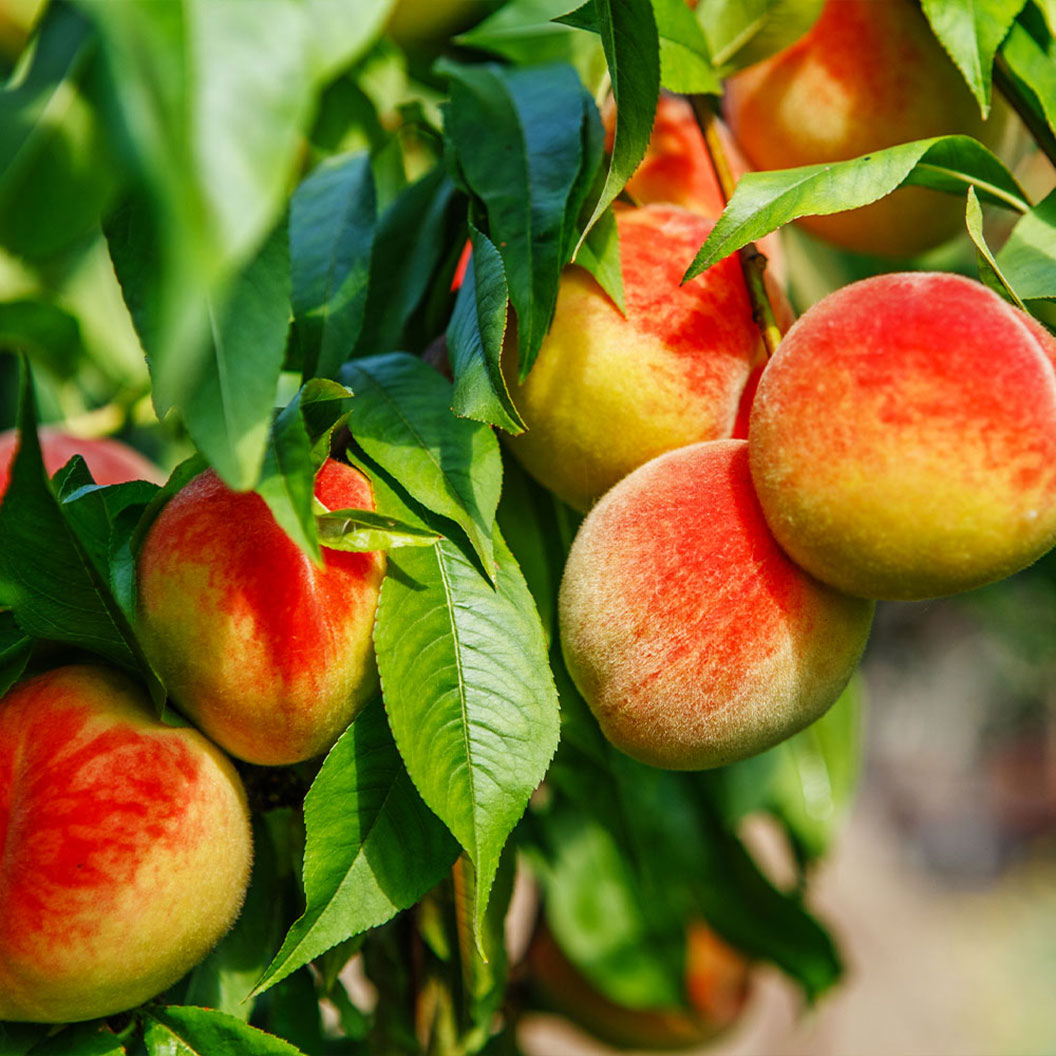 Frost_Proof_Peach_1_89436200-2d37-4c39-9e61-e3e9227e24e2
