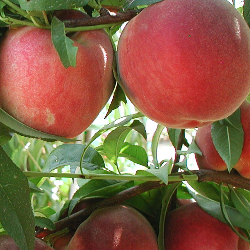 Fruit-Snacks-Blushing-Pear-Columnar-Peach-2_4f3d949b-fbda-4ac7-a65d-3a2123b73335