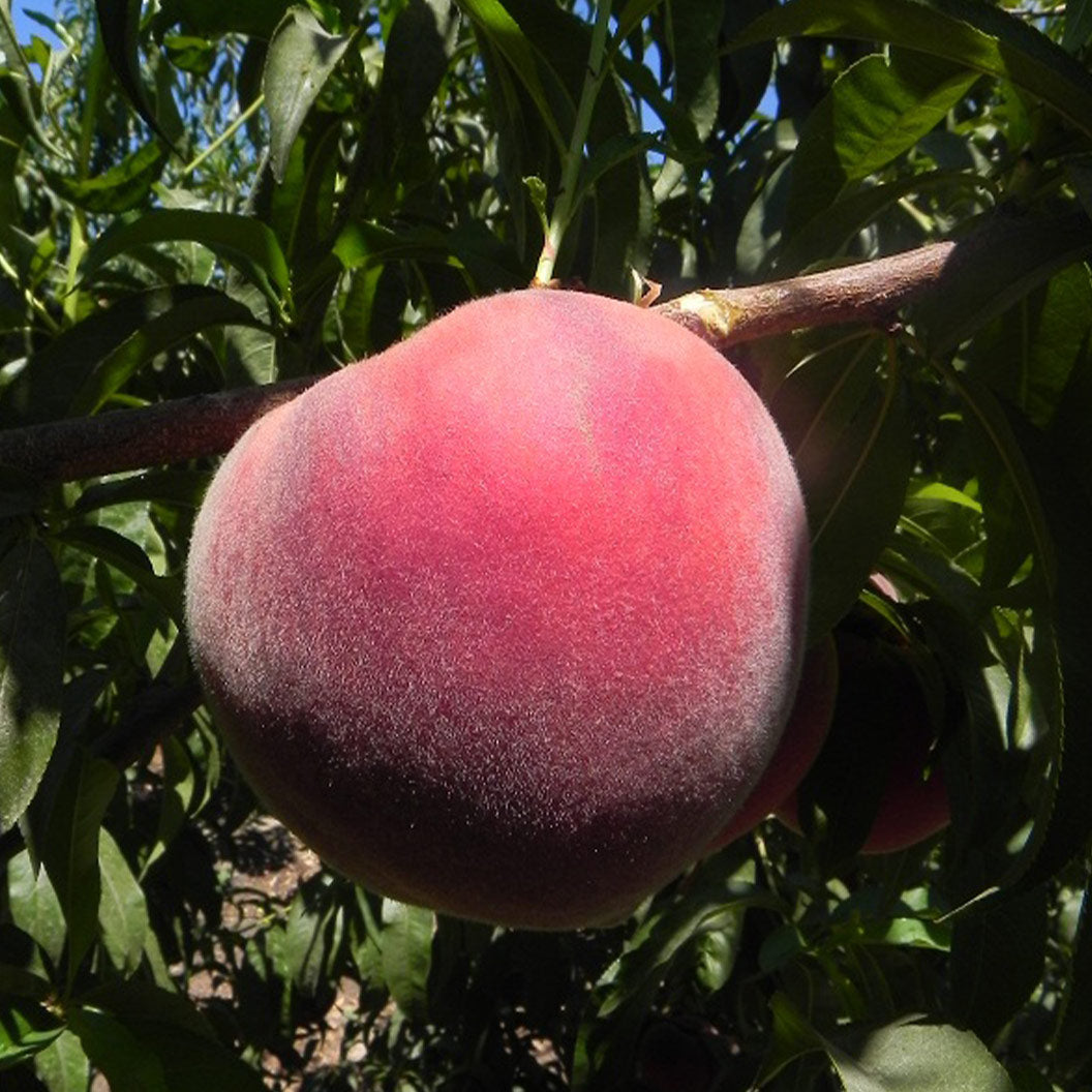 Fruit-Snacks-Sweet-Sensation-Dwarf-Peach-1_07ff15ab-0a99-4491-b64b-bb1442abf315